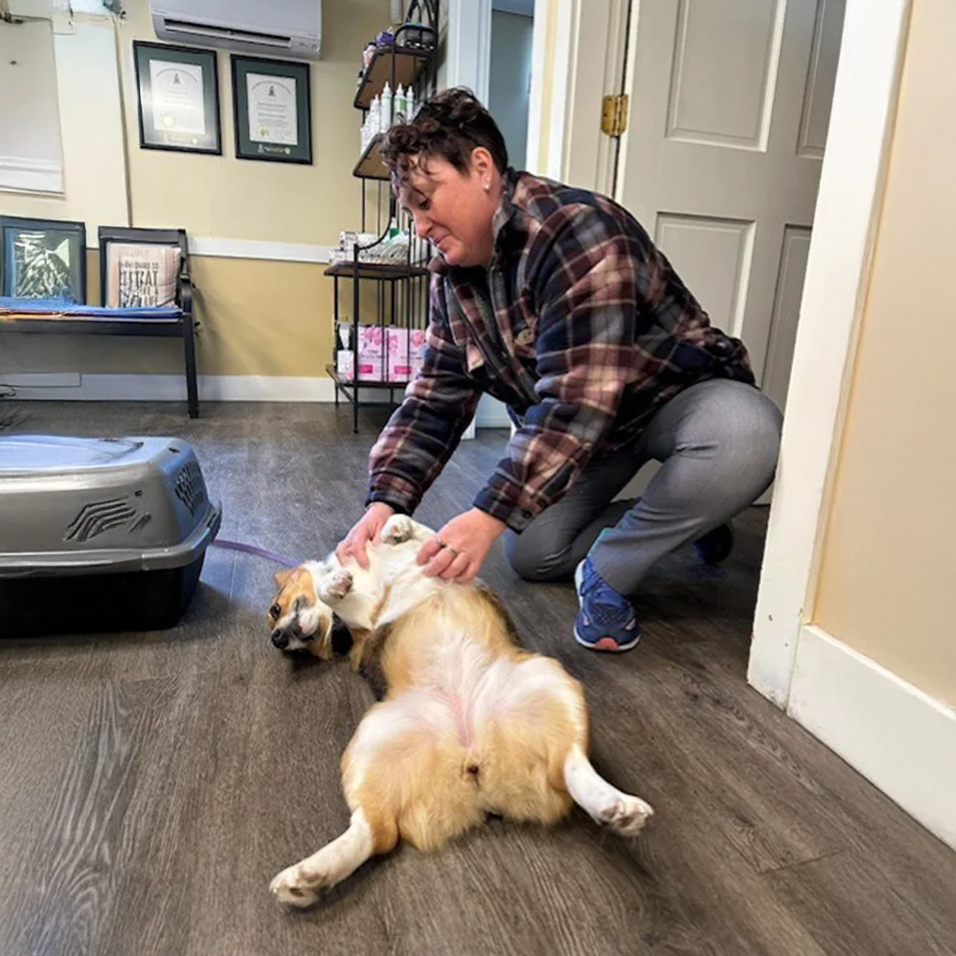 Team member kneeling to give a belly rub to a happy corgi lying on its back inside Post Road Veterinary Clinic.