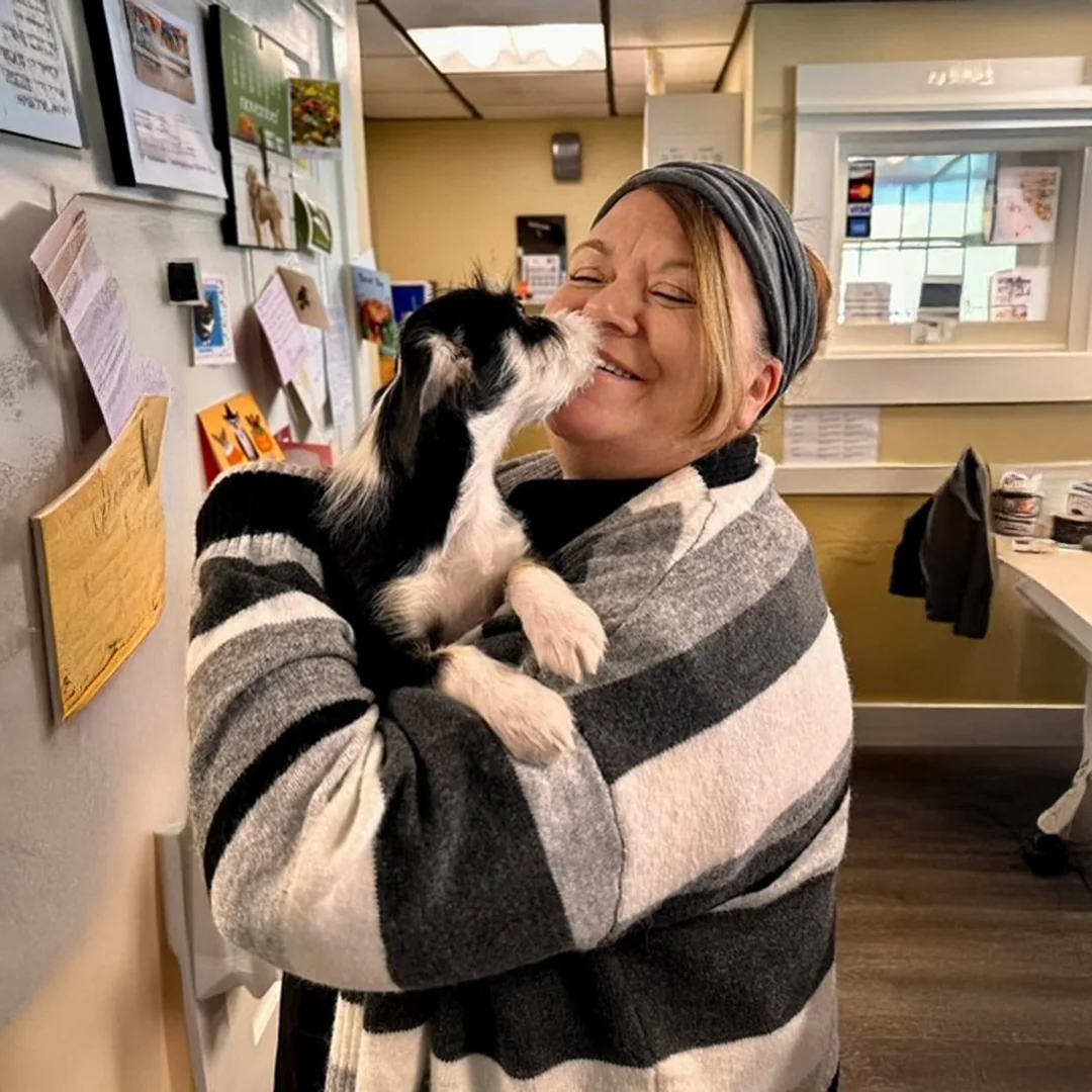 Smiling team member receiving affectionate puppy kisses from a black and white dog inside Post Road Veterinary Clinic.