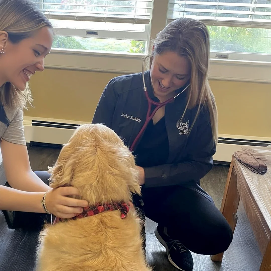 Veterinarian using a stethoscope to examine a golden retriever while another team member gently holds the dog at Post Road Veterinary Clinic.
